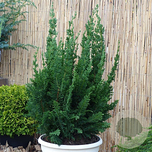 Chamaecyparis l. 'Little Spire' 30-40 cm 3,0L