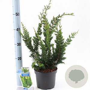 Chamaecyparis p. 'Teddy Bear' 20-30 cm 3,0L