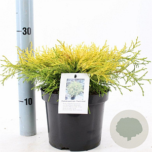 Chamaecyparis p. 'Paul's Gold' 20-25 cm 3,0L