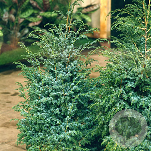 Juniperus chin. 'Blue Alps' 30-40 cm 3,0L