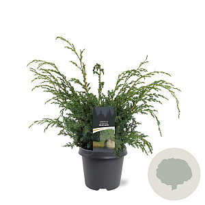 Juniperus chin. 'Blue Alps' 40-50 cm 5,0L