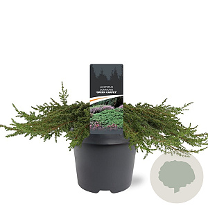 Juniperus comm. 'Green Carpet' 40-50 cm 5,0L