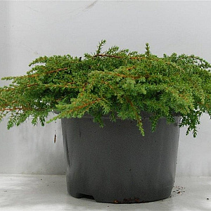 Juniperus comm. 'Green Carpet' 40-50 cm 5,0L