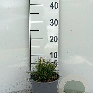 Pinus mugo mugo plantgoed 2,0L