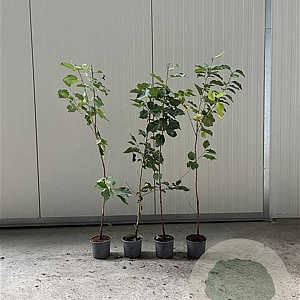 Prunus avium 100-125 cm 2,0L
