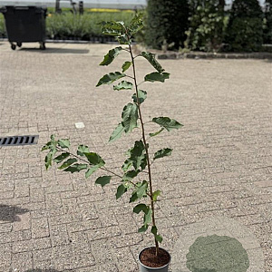 Prunus avium 100-125 cm 2,0L