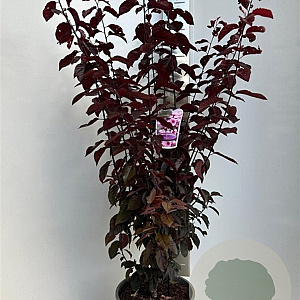 Prunus cer. 'Nigra' 100-120 cm 10L