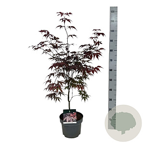 Acer pal. 'Bloodgood' 50-60 cm 4,5L