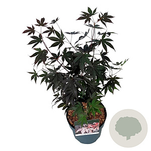 Acer pal. 'Bloodgood' 40-50 cm P21