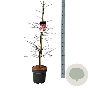 Acer pal. 'Garnet' 100-125 cm 14L