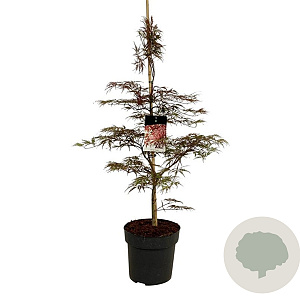 Acer pal. 'Garnet' 100-125 cm 14L