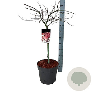 Acer pal. 'Garnet' 50 cm stam 14L
