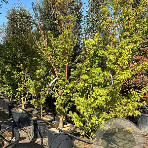 Acer pal. 'Sangokaku' 200 cm container solitair