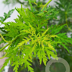 Acer pal. 'Seiryu' 300-350 cm cont. 90L meerstammig