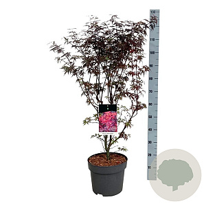 Acer pal. 'Skeeter's Broom' 80-100 cm 10L