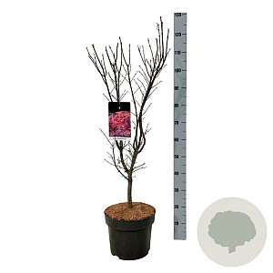Acer pal. 'Skeeter's Broom' 80-100 cm 10L