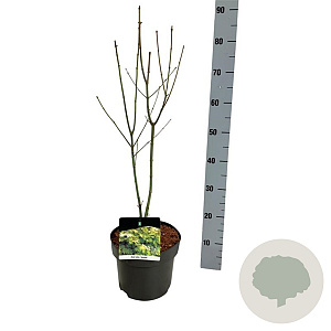 Acer shirasawanum 'Jordan' 50-60 cm 4,5L
