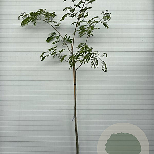 Albizia julibr. Ombrella 6-8 HO container