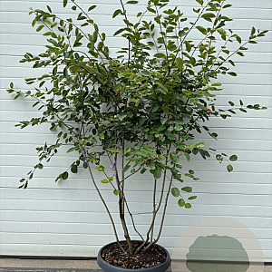 Amelanchier lamarckii 140-160 cm container meerstammig