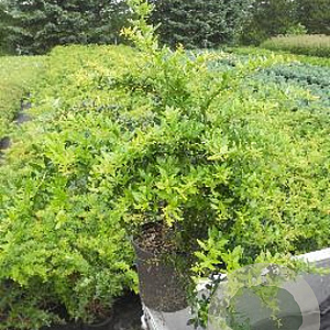 Berberis frikartii 'Amstelveen' 30-40 cm 3,0L