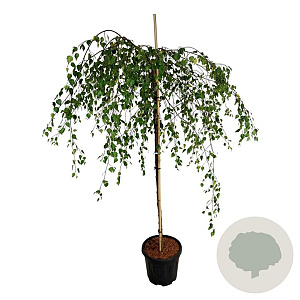 Betula p. 'Youngii' 120 cm stam 15L