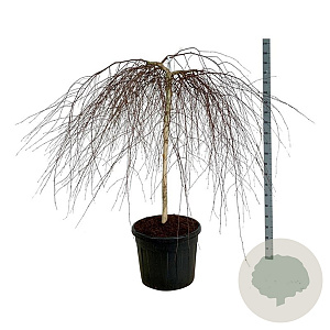 Betula p. 'Youngii' 120 cm stam cont. 90L extra