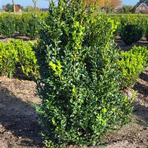 Buxus sempervirens 60-80 cm met kluit struik