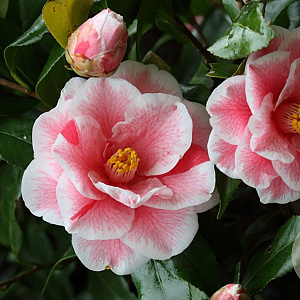 Camellia 'Oki-no-nami' 125-150 cm 45L meerstammig