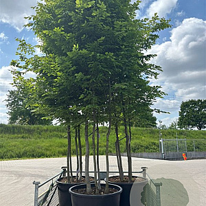 Carpinus betulus 300-350 cm container