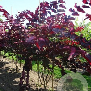 Cercis can. 'Forest Pansy' 10-12 HO container 