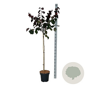 Cercis can. 'Merlot' 120 cm stam 15L