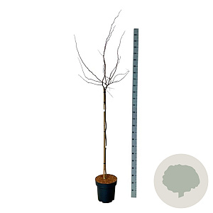 Cercis can. 'Merlot' 120 cm stam 15L