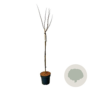 Cercis chinensis 'Avondale' 120 cm stam 15L