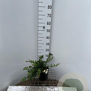 Chaenomeles sup. 'Jet Trail' 30-40 cm 2,5L