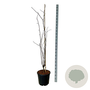 Cladrastis kentukea 175-200 cm 30L extra