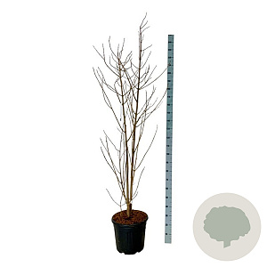 Clerodendrum trichotomum fargesii 175-200 cm 30L extra