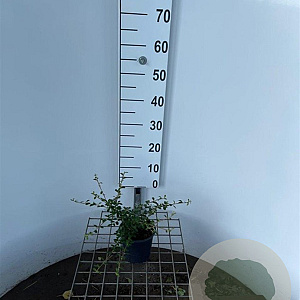 Cotoneaster suec. 'Coral Beauty' 30-40 cm C1.3