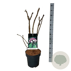 Hydrangea asp. 'Macrophylla' 60-80 cm 15L