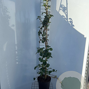 Hydrangea anomala petiolaris 140-150 cm 7,5L met stok