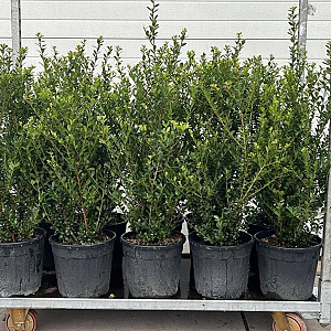 Ilex crenata 'Caroline Upright' 70-90 cm 9L