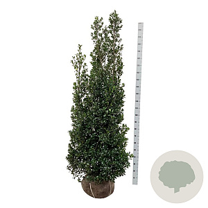 Ilex meserv. 'Heckenstar' 175-200 cm met kluit extra