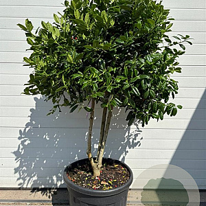 Ilex 'Nellie R. Stevens' container meerstammig