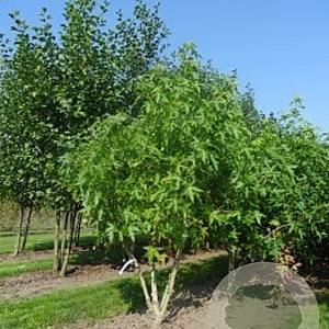 Liquidambar s. 'Worplesdon' 200-250 cm draadkluit meerstammig
