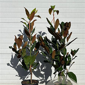 Magnolia grand. 'Galissonnière' 80-120 cm 12L