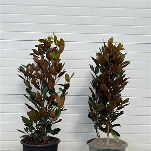 Magnolia grand. 'Little Gem' 80-100 cm container