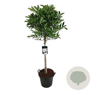 Magnolia stellata 80 cm stam 30L