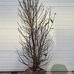 Magnolia 'Susan' 200-225 cm draadkluit extra