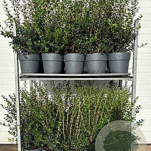 Osmanthus burkwoodii 50-60 cm 10L