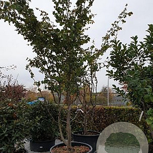 Parrotia persica 600-650 cm container meerstammig
