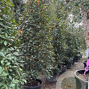 Photinia fraseri 'Red Robin' 200-250 cm cont. 90L